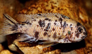 Tropheops gracilior 'Lutara Reef' (Cove Mountain)